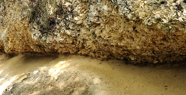 bandeau-huitre bandeau-huitre